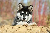 ALASKAN MALAMUTE 042